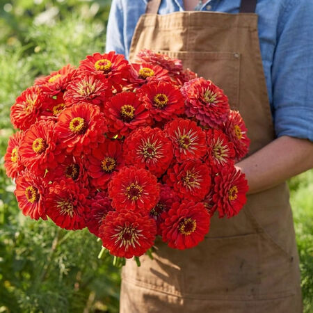 Benary's Giant Scarlet, Zinnia Seeds - Packet image number null